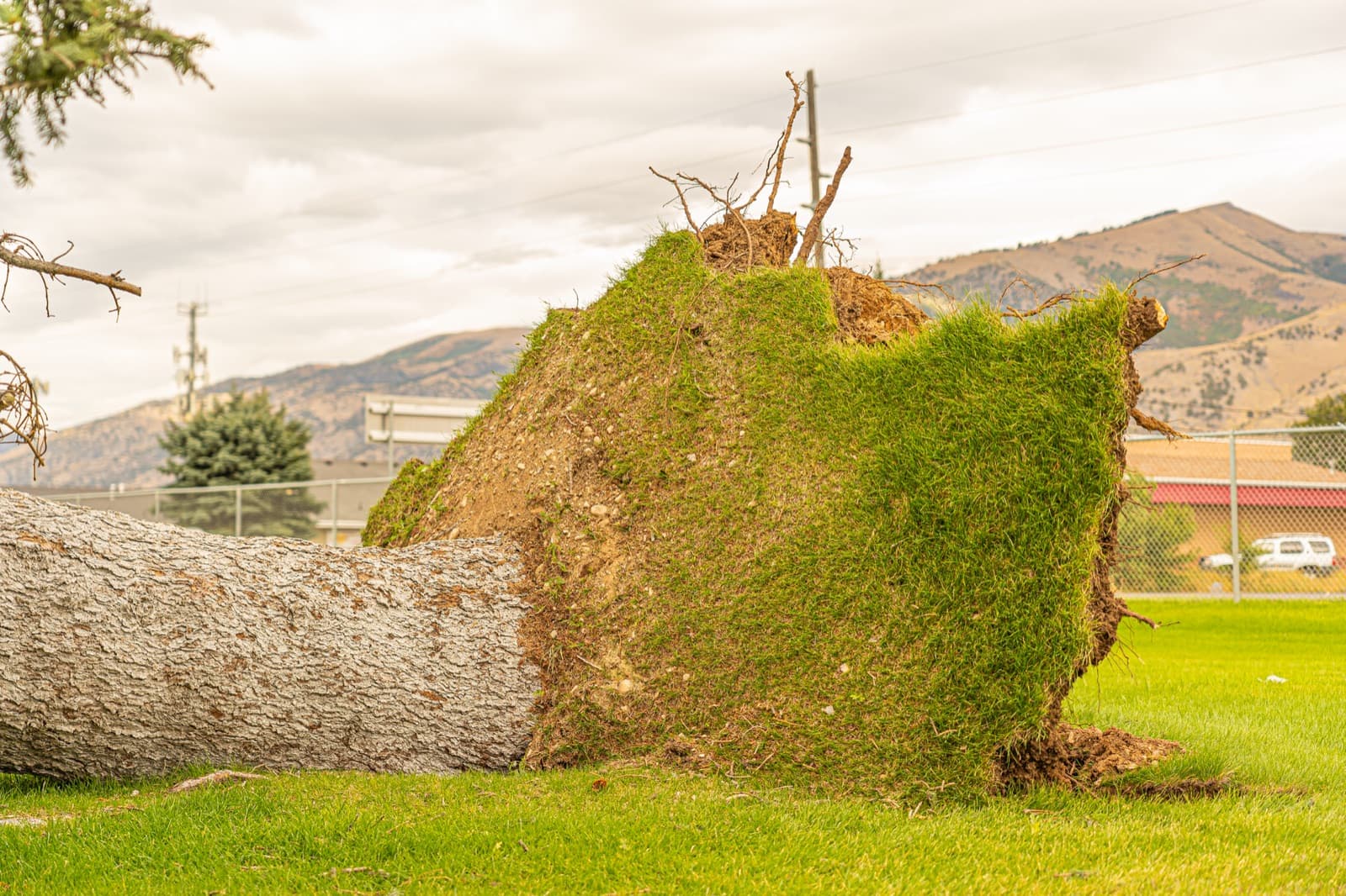 Storm-damaged tree with a broken limb near a house