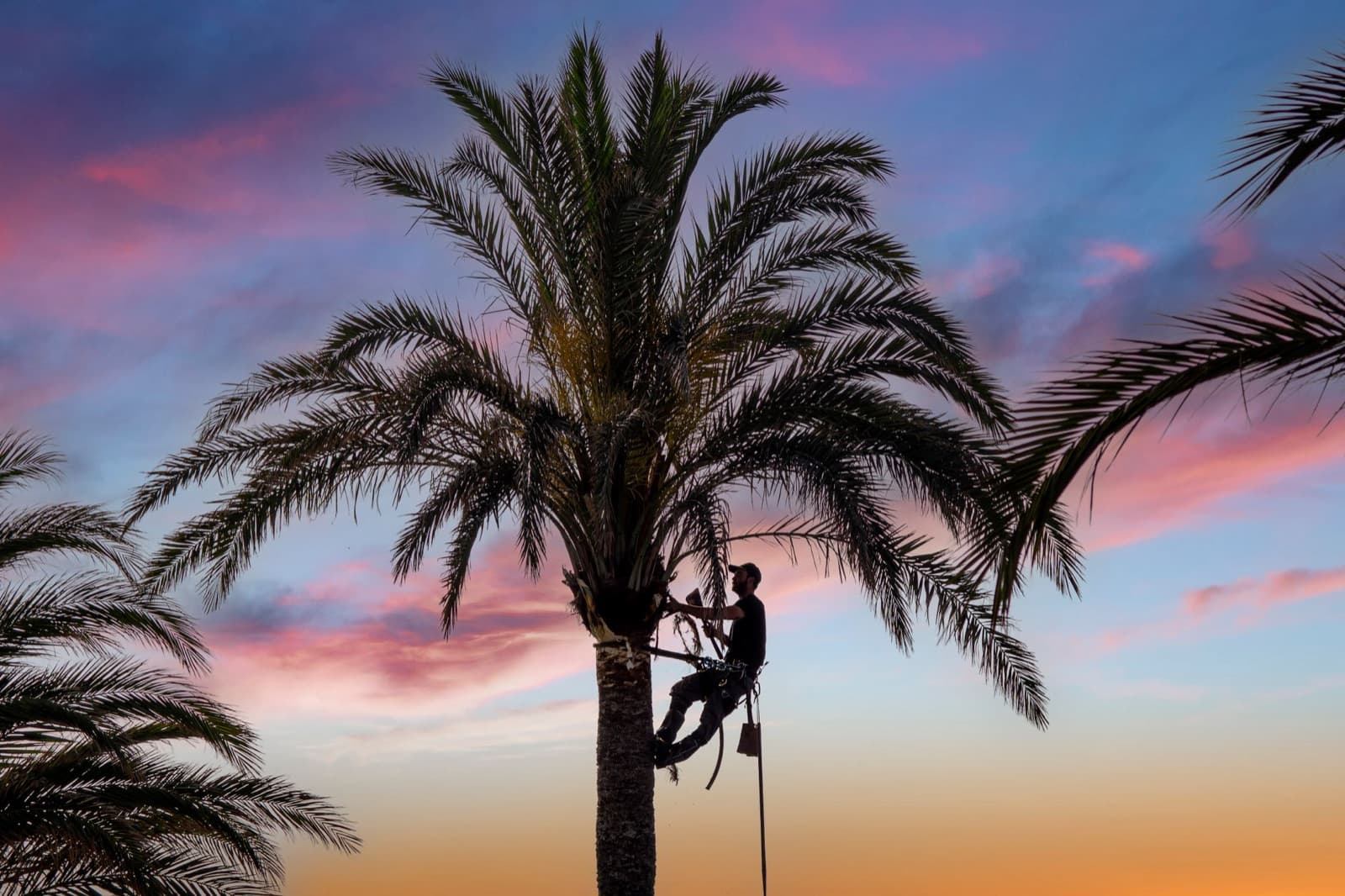 Palm tree being trimmed of dead fronds and seed pods