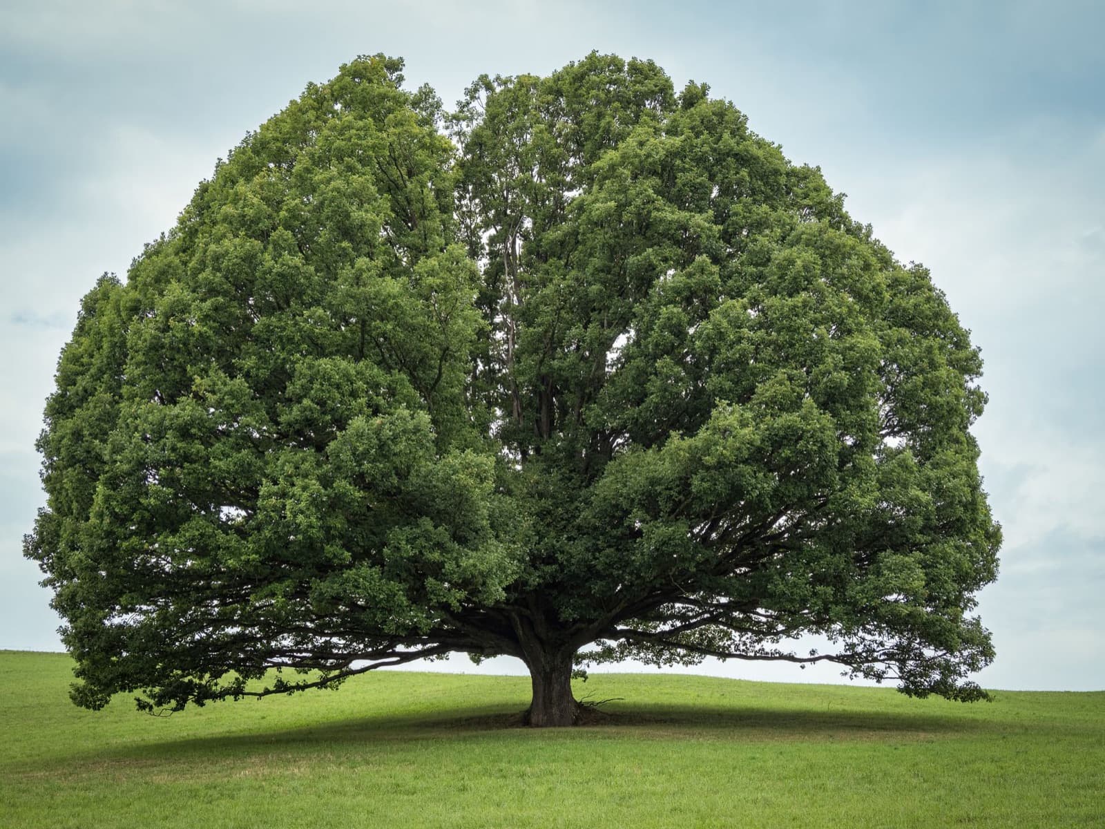Inspecting the canopy and trunk of a mature tree