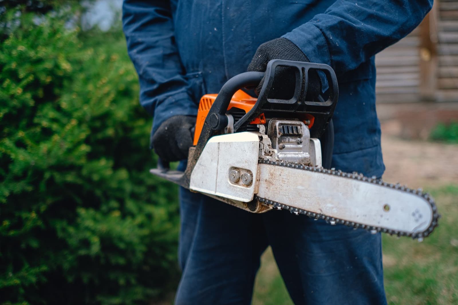Pruning a mature shade tree canopy